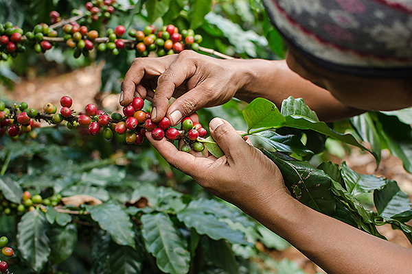 Кофе в зернах CUATTRO Honduras (Гондурас) цена с доставкой по России