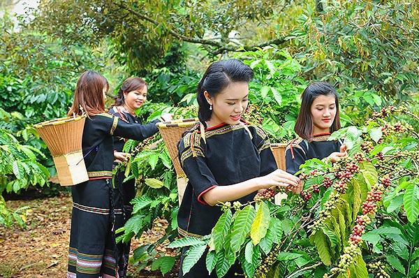 Кофе в зернах CUATTRO Vietnam Robusta Dambri Falls (Дамбри Фоллз) купить в магазине в Спб
